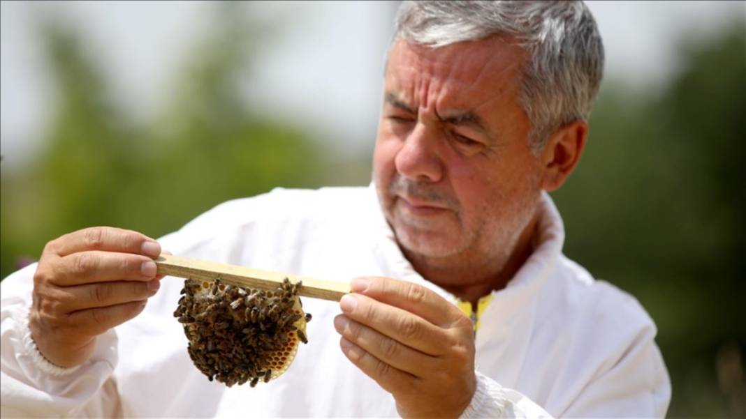 Bal üretimi artsın diye harekete geçildi! Dayanıklı arılar yetiştiriliyor: Üreticilere kovan kovan dağıtılıyor 4